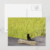 Carte Postale Chat noir à Rice Paddy (Devant / Derrière)