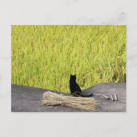 Carte Postale Chat noir à Rice Paddy (Devant)