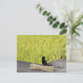 Carte Postale Chat noir à Rice Paddy (Debout devant)