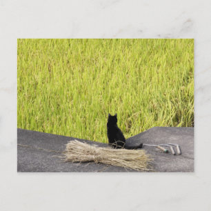 Carte Postale Chat noir à Rice Paddy