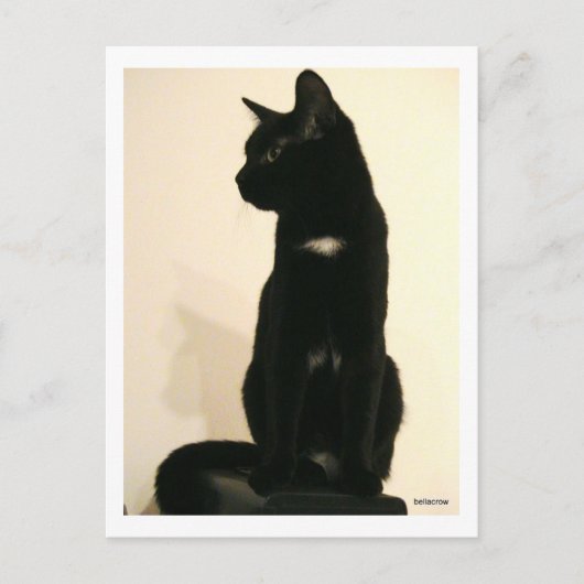 Carte Postale chat noir assis (Devant)