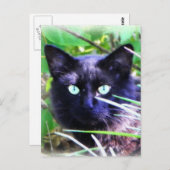 Carte Postale Chat noir aux yeux verts frappants (Devant / Derrière)