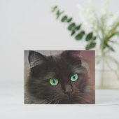 Carte Postale Chat noir avec portrait aux yeux verts (Debout devant)