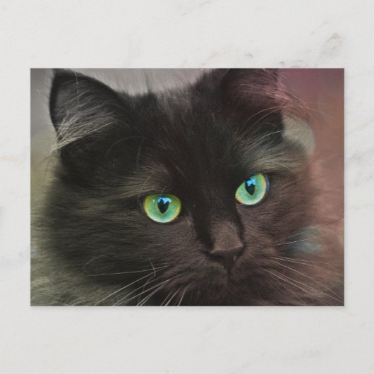 Carte Postale Chat noir avec portrait aux yeux verts (Devant)