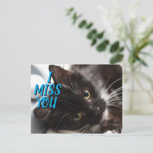 Carte postale Chat noir/blanc (Debout devant)