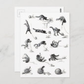 Carte Postale Chat noir & Boule en laine, Alexandre Steinlen (Devant / Derrière)