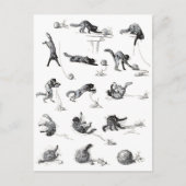 Carte Postale Chat noir & Boule en laine, Alexandre Steinlen (Devant)