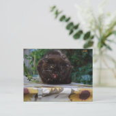 Carte Postale Chat noir en colère (Debout devant)
