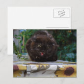Carte Postale Chat noir en colère (Devant / Derrière)