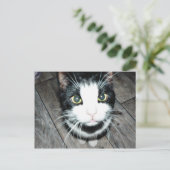 Carte Postale Chat noir et blanc (Debout devant)