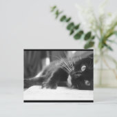 Carte Postale Chat noir et blanc (Debout devant)
