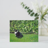 Carte Postale Chat noir et blanc (Debout devant)