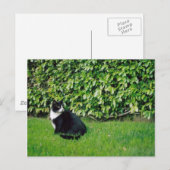 Carte Postale Chat noir et blanc (Devant / Derrière)
