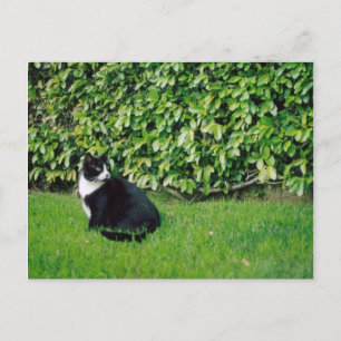 Carte Postale Chat noir et blanc