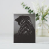 Carte Postale Chat noir et blanc (Debout devant)