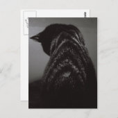 Carte Postale Chat noir et blanc (Devant / Derrière)