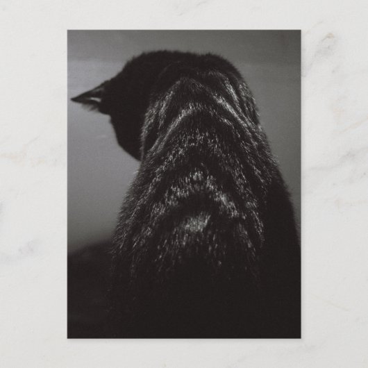 Carte Postale Chat noir et blanc (Devant)