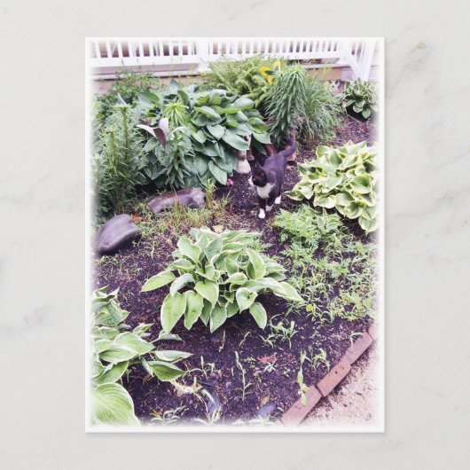 Carte Postale Chat noir et blanc (Devant)