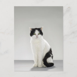 Carte Postale Chat noir et blanc aux yeux verts brillants