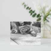 Carte Postale Chat noir et blanc dormant (Debout devant)