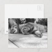 Carte Postale Chat noir et blanc dormant (Devant / Derrière)