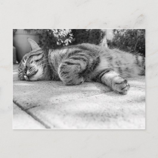 Carte Postale Chat noir et blanc dormant (Devant)