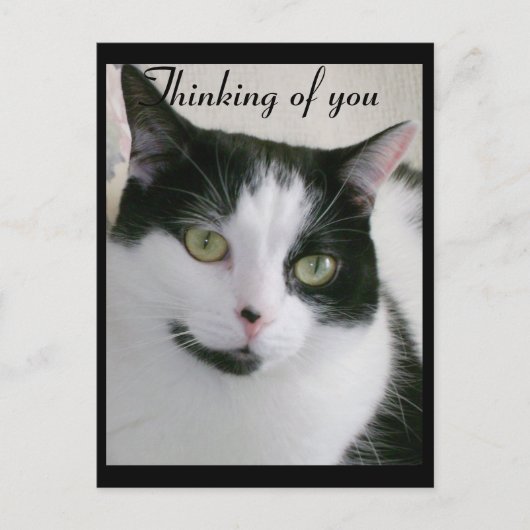Carte Postale Chat noir et blanc qui pense à vous (Devant)