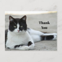 Chat noir et blanc smoking Photo Merci