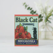 Carte Postale Chat noir, fraises Pontchatoula (Debout devant)