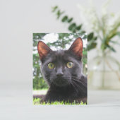 Carte Postale Chat noir Lucky (Debout devant)