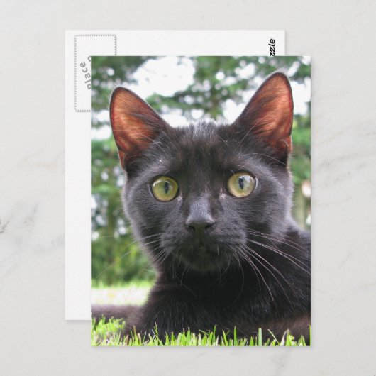 Carte Postale Chat noir Lucky (Devant / Derrière)