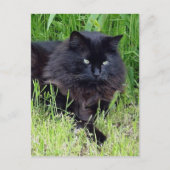 Carte Postale Chat noir moelleux cheveux longs félin regal fier (Devant)