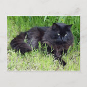 Carte Postale Chat noir moelleux cheveux longs félin regal fier (Devant)