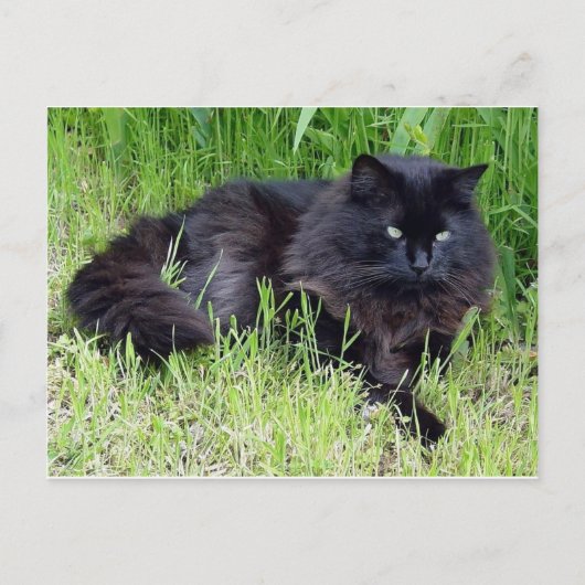 Carte Postale Chat noir moelleux cheveux longs félin regal fier (Devant)