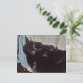 Carte Postale Chat noir Napping (Debout devant)