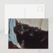 Carte Postale Chat noir Napping (Devant / Derrière)