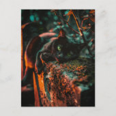 Carte Postale Chat noir occulte gothique au cimetière (Devant)