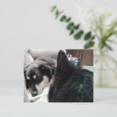 Carte Postale Chat noir regarde le chien endormi (Debout devant)
