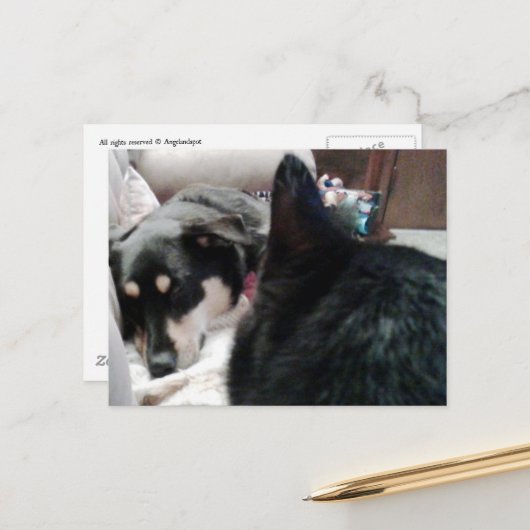 Carte Postale Chat noir regarde le chien endormi (Devant/Arrière en situation)