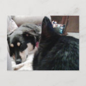 Carte Postale Chat noir regarde le chien endormi (Devant)