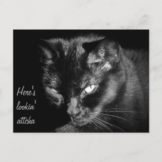 Carte Postale Chat Noir Vous Regardant (Devant)