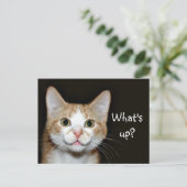 Carte Postale Chat Nosy (Debout devant)