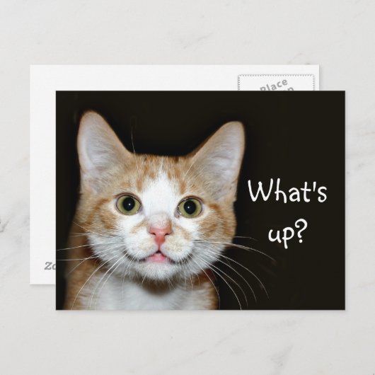 Carte Postale Chat Nosy (Devant / Derrière)