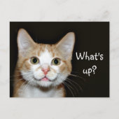 Carte Postale Chat Nosy (Devant)