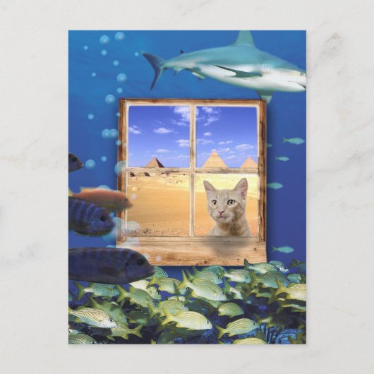 Carte Postale Chat observer le poisson sous la mer (Devant)