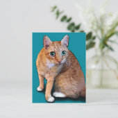 Carte Postale Chat orange (Debout devant)