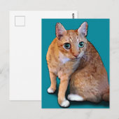 Carte Postale Chat orange (Devant / Derrière)