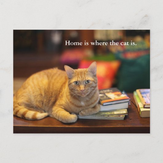 Carte postale Chat orange (Devant)
