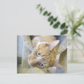 Carte Postale Chat orange et blanc (Debout devant)