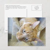 Carte Postale Chat orange et blanc (Devant / Derrière)